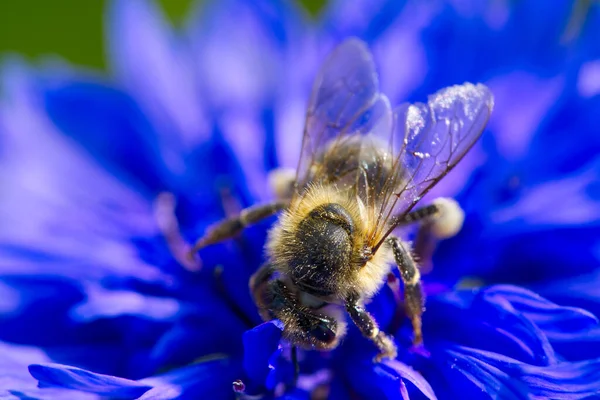 L'abeille recueille le pollen d'un bleuet. bleuet bleu avec abeille, gros plan sur fond naturel — Photo