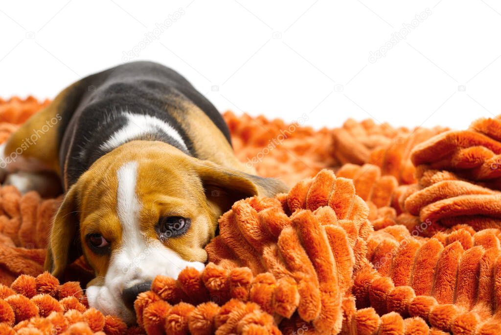 Beagle puppy lies with a warm orange blanket on white backdrop.