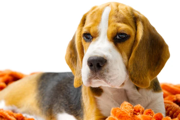 Beagle cucciolo si trova con una calda coperta arancione su sfondo bianco. — Foto Stock