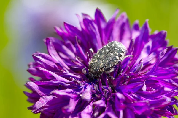 Bug collects pollen from a cornflower. pink cornflower with black bug, close up on natural background — Photo