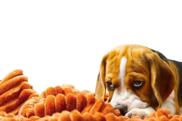 Beagle puppy ligt met een warme oranje deken op witte achtergrond. — Stockfoto
