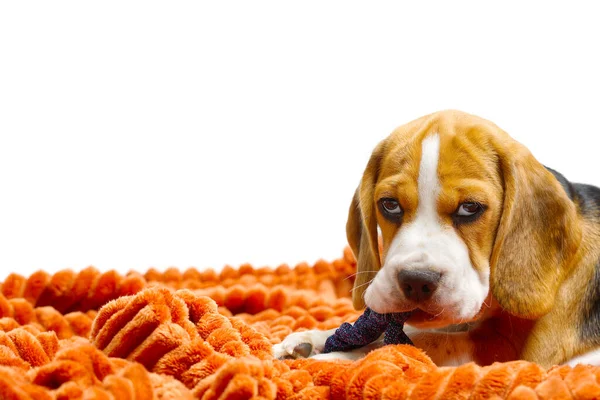 Beagle cachorro se encuentra con una manta naranja cálido sobre fondo blanco. —  Fotos de Stock