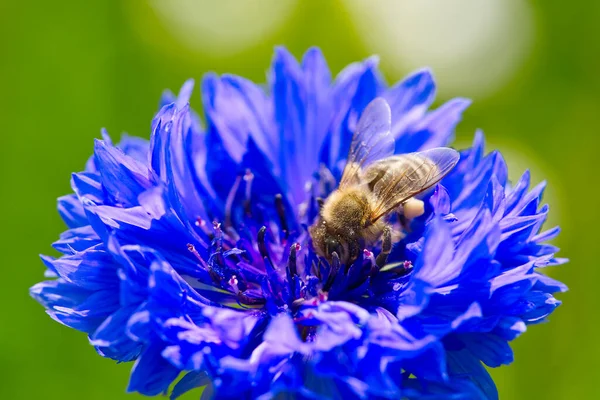 L'abeille recueille le pollen d'un bleuet. bleuet bleu avec abeille, gros plan sur fond naturel — Photo