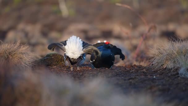 Grouse Negro en la ciénaga de primavera listo para la lucha. Primavera colores de páramos con macho negro urogallo lek — Vídeo de stock