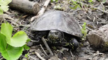 A yellow striped proud and arrogant turtle in a river coast. Cooter Turtle