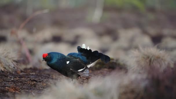 Black Grouse on spring bog ready for fighting. Spring colors of moors with Male Black grouse lek — Stock Video