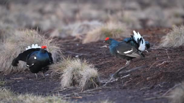 Tétras noir sur tourbière printanière prêt pour le combat. Couleurs printanières des landes avec Mâle Tétras noir lek — Video