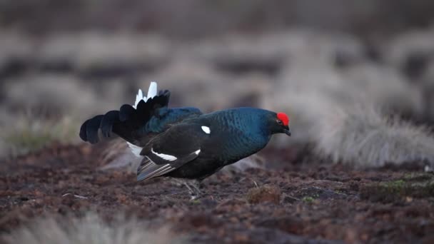Black Grouse on spring bog ready for fighting. Spring colors of moors with Male Black grouse lek — Stock Video