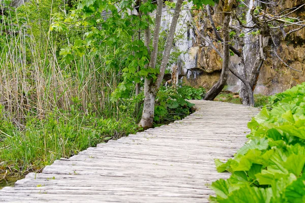 Vista de la cubierta de madera entre hierba verde alta con roca detrás y arbustos en el Parque Nacional de los Lagos de Plitvice en Croacia — Foto de Stock