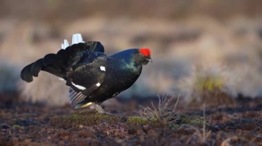 Bahar bataklığında Kara Çim savaşmaya hazır. Bozkırların bahar renkleri Erkek Siyah orman tavuğu leki ile