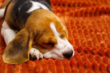 Tatlı köpek yavrusu turuncu bir ekose üzerinde dinleniyor. Güzel bir Beagle yavrusunun portresi.