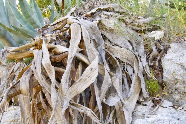 Büyük aloe bitkisi solmuş, ölüyor. küresel kuraklık ve ısınma kavramı. — Stok fotoğraf