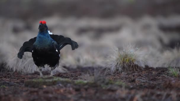 Bahar bataklığında Kara Çim savaşmaya hazır. Bozkırların bahar renkleri Erkek Siyah orman tavuğu leki ile — Stok video