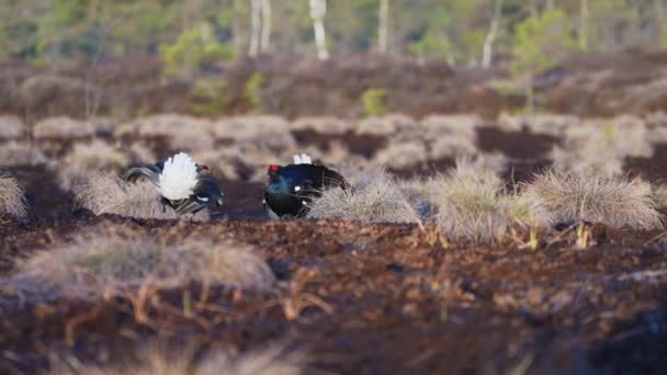 Black Grouse på vårmossen redo för strid. Vårfärger av hedar med manlig svart ripa lek — Stockvideo