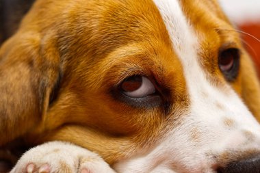 Tatlı köpek yavrusu turuncu bir ekose üzerinde dinleniyor. Güzel bir Beagle yavrusunun portresi.