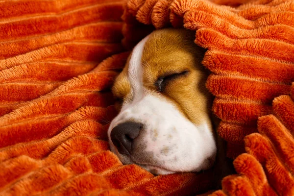 Lindo perrito beagle descansando sobre un cuadros naranja. retrato de un hermoso cachorro Beagle —  Fotos de Stock
