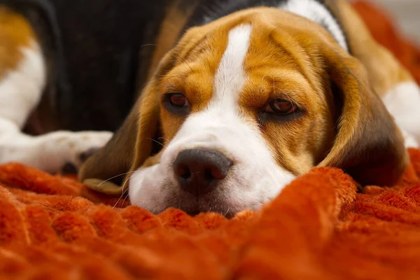 Tatlı köpek yavrusu turuncu bir ekose üzerinde dinleniyor. Güzel bir Beagle yavrusunun portresi. — Stok fotoğraf