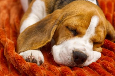 Tatlı köpek yavrusu turuncu bir ekose üzerinde dinleniyor. Güzel bir Beagle yavrusunun portresi.