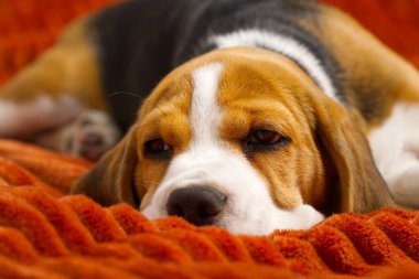 Tatlı köpek yavrusu turuncu bir ekose üzerinde dinleniyor. Güzel bir Beagle yavrusunun portresi.