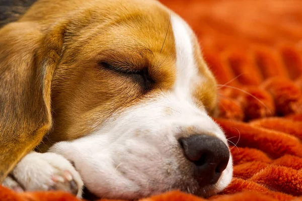 Tatlı köpek yavrusu turuncu bir ekose üzerinde dinleniyor. Güzel bir Beagle yavrusunun portresi. — Stok fotoğraf