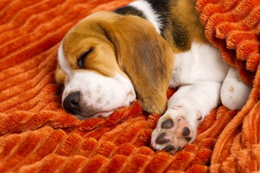 Tatlı köpek yavrusu turuncu bir ekose üzerinde dinleniyor. Güzel bir Beagle yavrusunun portresi.