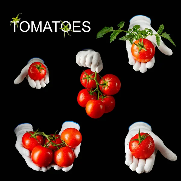 Siyah arka planda beyaz eldivenle tutulan taze kırmızı domatesler. — Stok fotoğraf