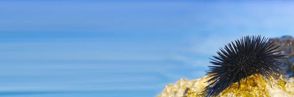 Közeli tengeri sün a sziklán kék tenger a háttérben — Stock Fotó