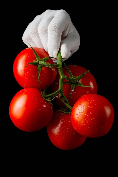 Feine frische rote Tomaten, gehalten von einer Hand in weißem Handschuh auf schwarzem Hintergrund — Stockfoto