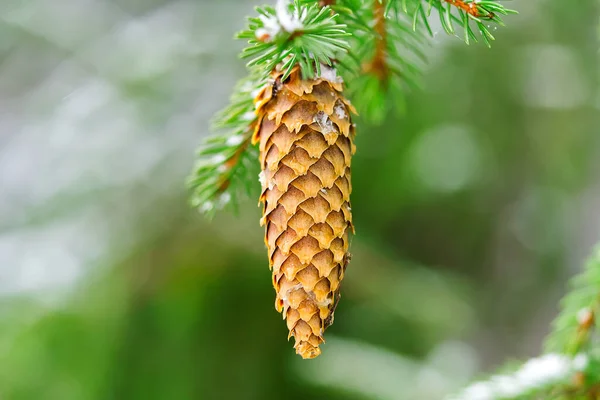 Buterful long orange pine cone and branches, close-up macro shot — Stock Photo, Image