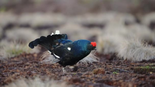 Tétras noir sur tourbière printanière prêt pour le combat. Couleurs printanières des landes avec Mâle Tétras noir lek — Video