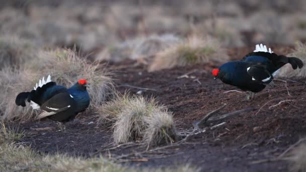 Black Grouse på vårmossen redo för strid. Vårfärger av hedar med manlig svart ripa lek — Stockvideo