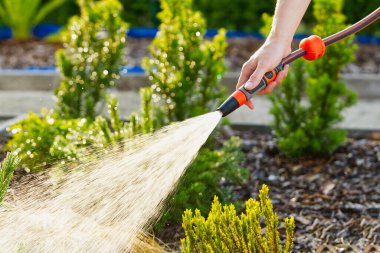 Çiçekleri sulayan bir hortum tutuyordu. Çiçekleri evin önündeki bir hortumla suluyordu.
