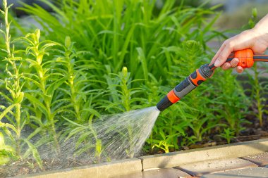 Çiçekleri sulayan bir hortum tutuyordu. Çiçekleri evin önündeki bir hortumla suluyordu.