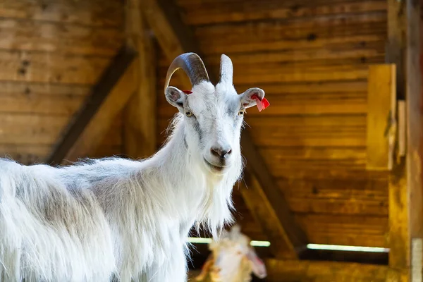 Beyaz keçi ahırda. Çiftlikteki evcil keçiler. Tatlı bir angora yünü keçisi.