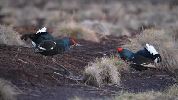 Grouse Negro en la ciénaga de primavera listo para la lucha. Primavera colores de páramos con macho negro urogallo lek — Vídeos de Stock