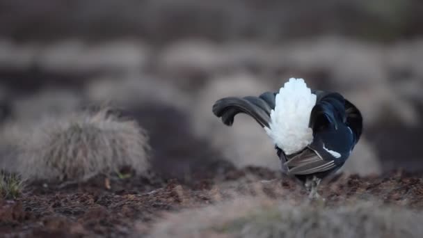 Tétras noir sur tourbière printanière prêt pour le combat. Couleurs printanières des landes avec Mâle Tétras noir lek — Video