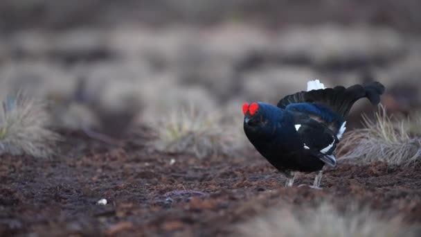 Zwarte korhoenders op het voorjaarsmoeras klaar om te vechten. Lente kleuren van heide met Man Zwarte korhoen lek — Stockvideo