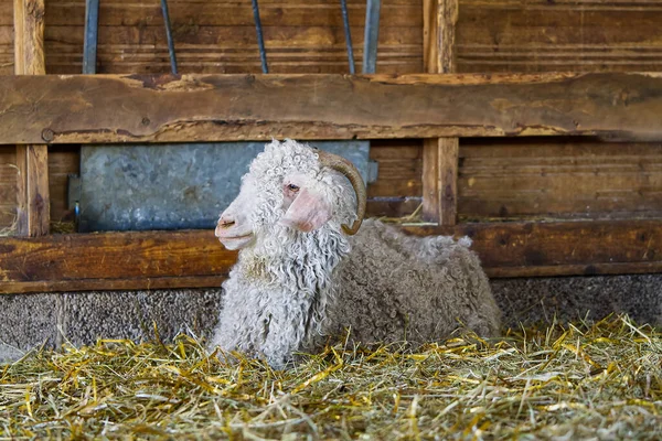 Vit get i ladan. Husdjursgetter på gården. Söt en angora ull get. — Stockfoto