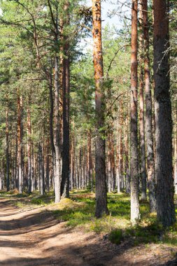Yüksek ağaçlarla çevrili sakin bir orman yolunu keşfedin. Bu huzurlu yolculuk, doğanın özünü yakalar, onu sağlık, seyahat ve çevre dostu temalar için mükemmel kılar..