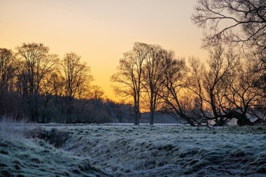 Güneşin sıcacık parıltısıyla aydınlatılan sakin bir kış manzarası. Buzlar çayırları ve ağaçları kaplıyor, soğuk havaya karşı güzel bir zıtlık sergiliyor. Mevsimsel görseller için ideal.