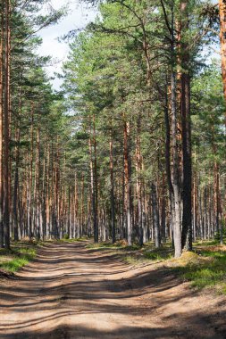 Gökyüzüne dokunan yüksek çam ağaçlarıyla kaplı sakin bir orman yolu keşfedin. Bu huzurlu sahne keşfi davet eder ve doğanın güzelliğini yakalar, seyahat ve tasarım için mükemmeldir..
