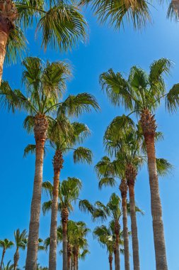 Açık mavi gökyüzüne karşı uzun palmiye ağaçlarının sahnelendiği güzel bir manzara, tropik bir cennetin özünü yakalıyor. Seyahat promosyonları ve yaz temalı tasarımlar için mükemmel..