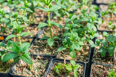 Büyümeyi ve yeni başlangıçları temsil eden her bir çömlekte canlı yeşil fidelerin yakın plan görüntüsü. Bahçıvanlık, tarım ve doğa temaları için idealdir. Bitkilerin güzelliğini gözler önüne serer..