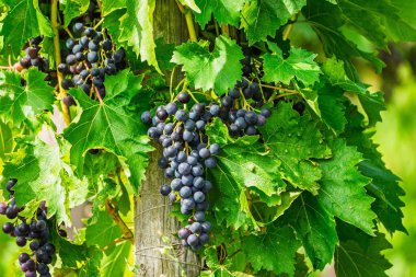 Sonbaharın güzelliğini canlı yeşil yapraklarla çerçevelenmiş olgun üzümlerle göstermek. Tarım, sağlıklı beslenme ve şarap üretimi konuları için ideal. Bloglar ve şaraphane siteleri için mükemmel.