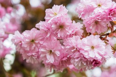 İlkbaharın güzelliğini, göz kamaştırıcı pembe kiraz çiçekleriyle yaşayın. Hassas taç yaprakları ve yumuşak renkleri, herhangi bir projeyi veya tasarımı geliştirmek için ideal, sakin bir atmosfer yaratıyor..