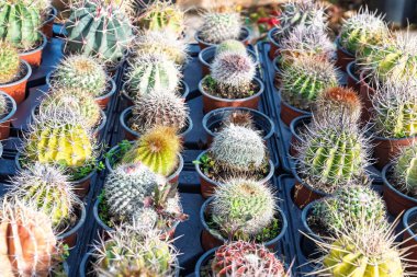 Kaktüs bitkilerinin farklı şekillerde ve dokularda sergilendiği çeşitli bir koleksiyon. Bu canlı görüntü bitki severler ve çölden esinlenilmiş tasarımlar için idealdir..