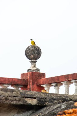 bird known as well I saw you standing on the roof of a house in Rio de Janeiro. clipart