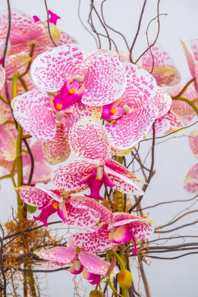 Лунная Орхидея Розового Цвета Популярное Растение Садах Рио Жанейро — стоковое фото