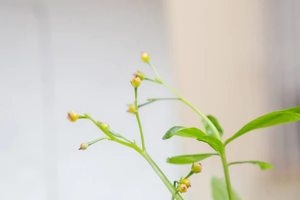 Pequena Planta Verde Com Fundo Borrado Rio Janeiro Brasil — Fotografia de Stock