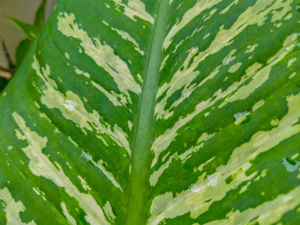 Rio de Janeiro Brezilya 'da kimse benimle (Dieffenbachia seguine) yapamaz..